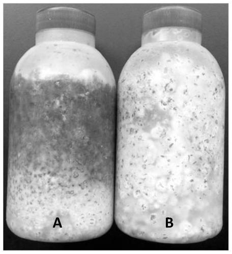 An antagonistic fungus for controlling bitter gourd wilt and its application