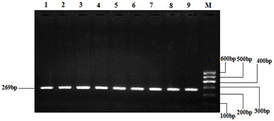 A method for detecting single nucleotide polymorphism of beef cattle ucp3 gene