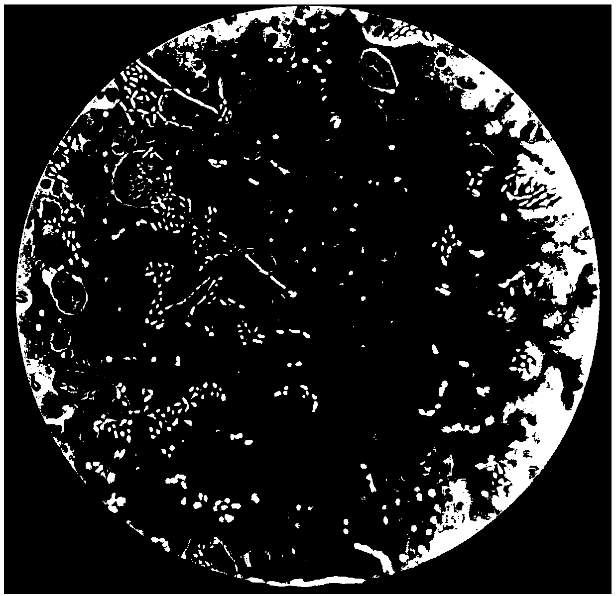 Bacillus aryabhattai GH-9 and application thereof