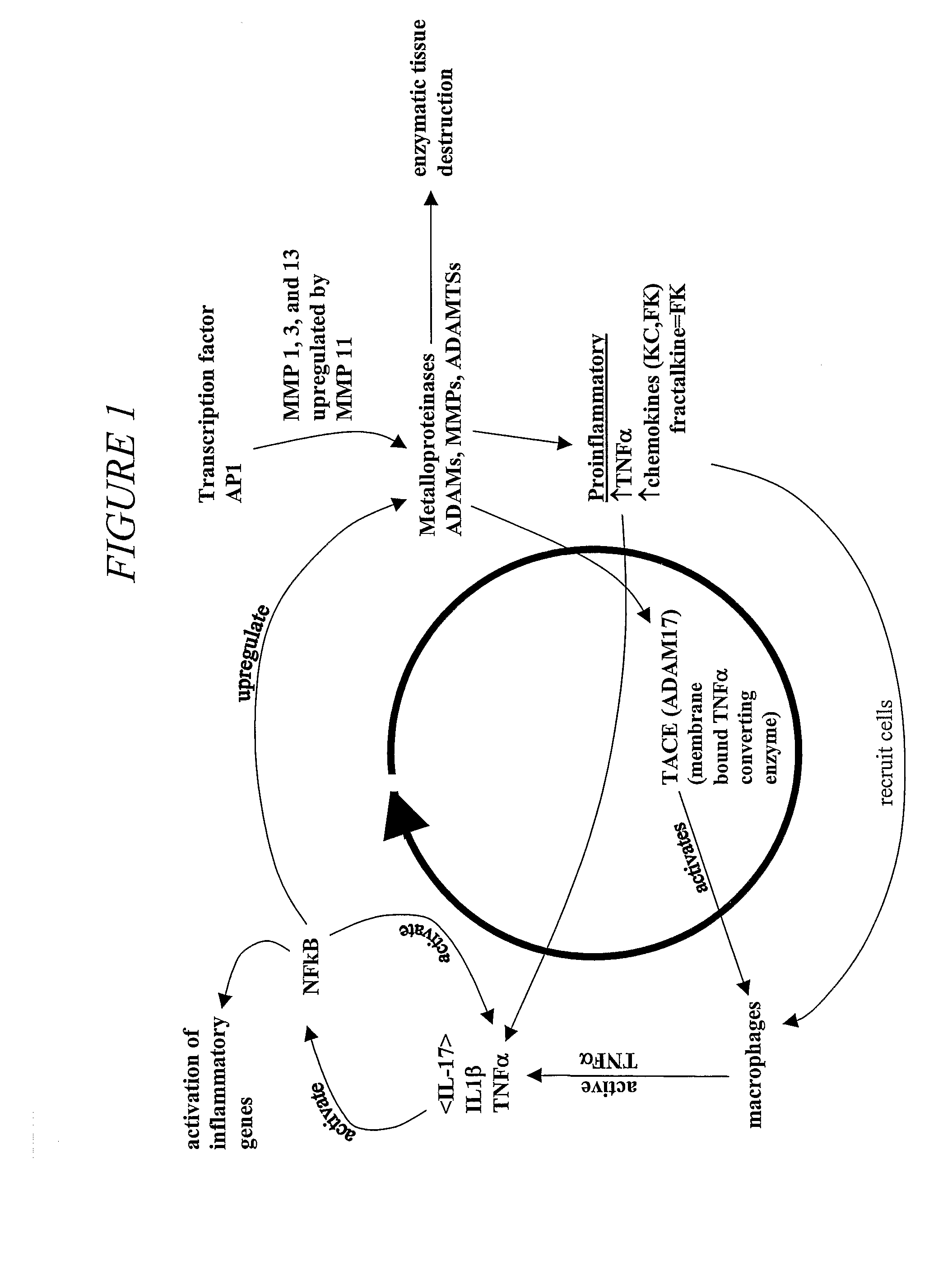 Compositions and Methods for Treating and Preventing Inflammatory and/or Degenerative Processes in Humans and Other Animals