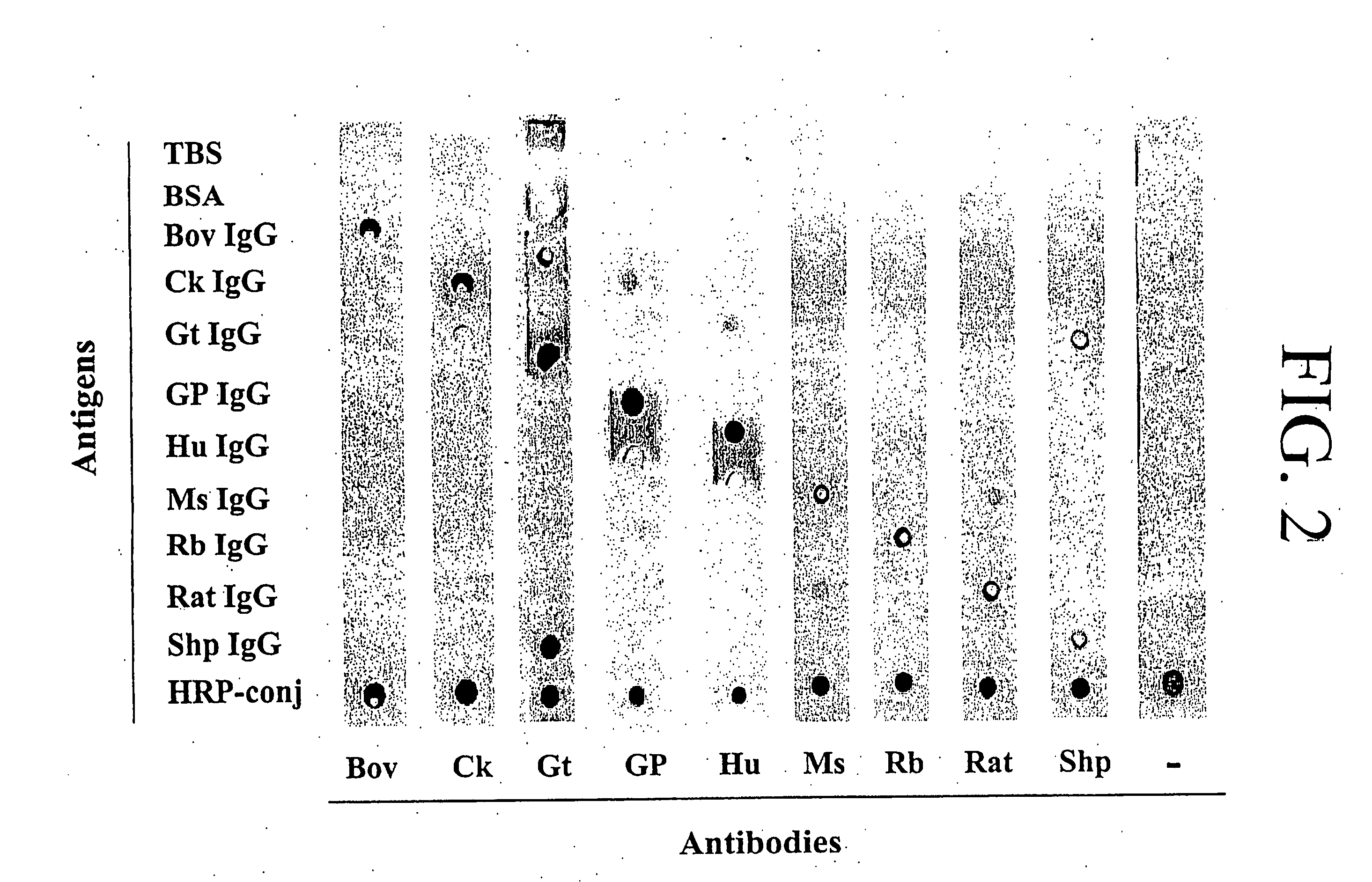 Antibody-based protein array system