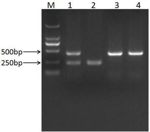 Molecular marker related to generation of inguinal hernia/scrotal hernia in pigs and application thereof