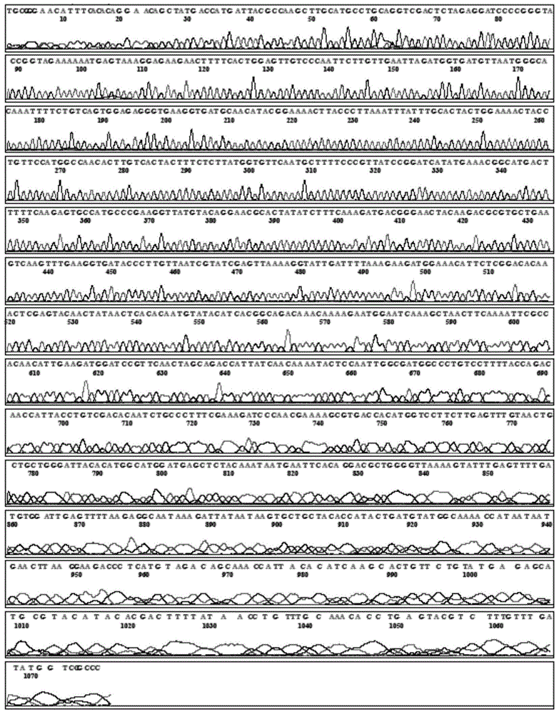 Self-organized recombinant vitreoscilla hemoglobin and gene and application thereof