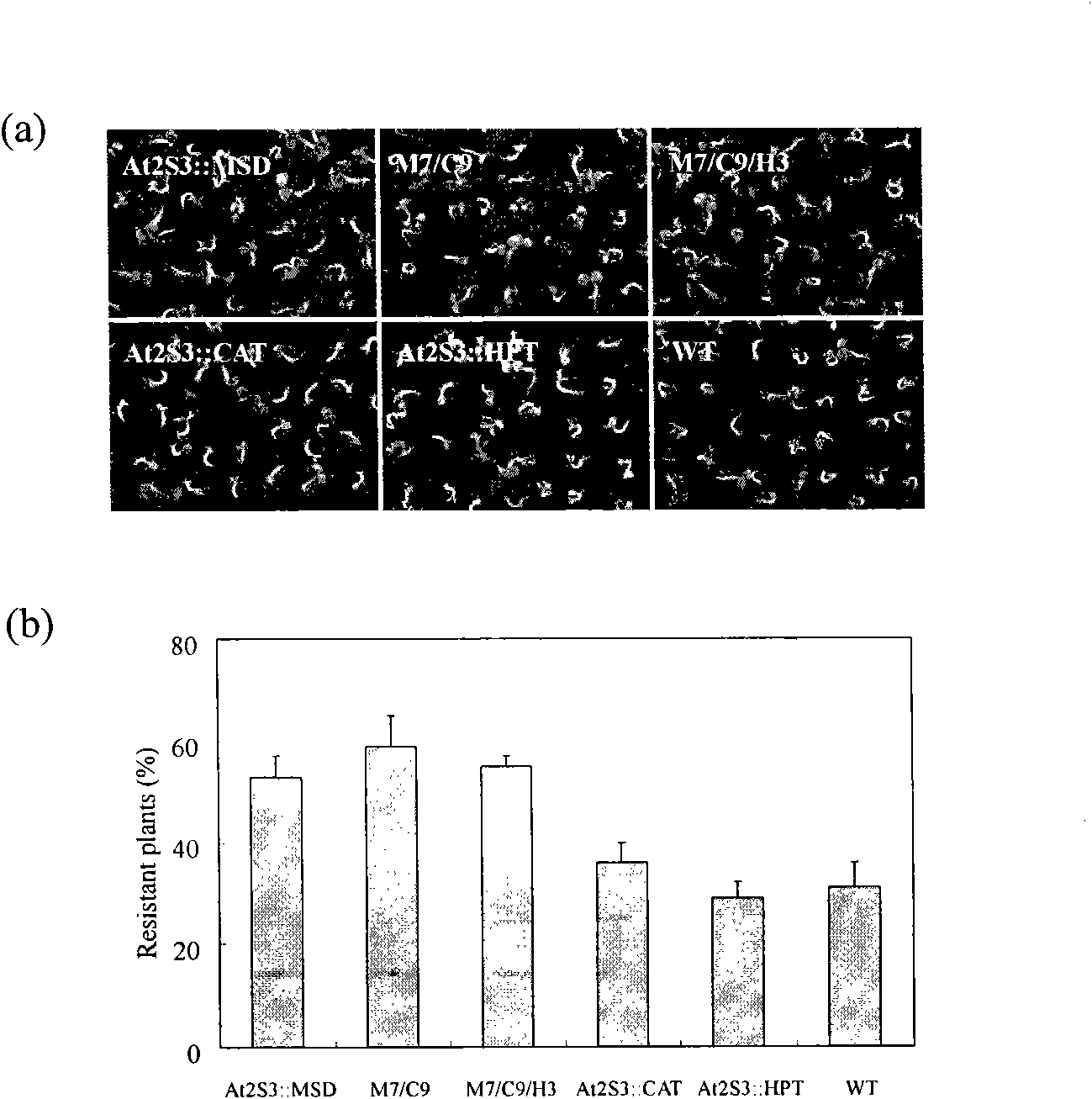 Method for improving antioxidant capacity and quality of seeds