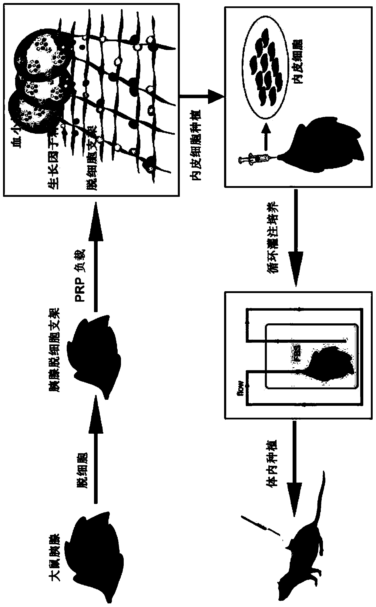 Platelet-rich plasma (PRP)-loaded pancreatic decellularized scaffold and preparation method thereof