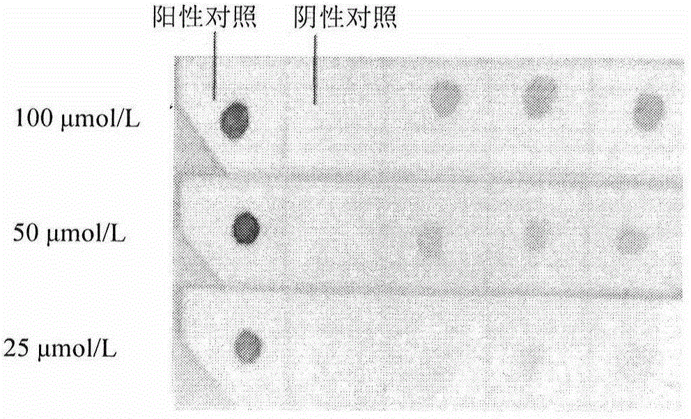 Reverse dot blot hybridization kit for detection of mycobacterium tuberculosis and usage method thereof