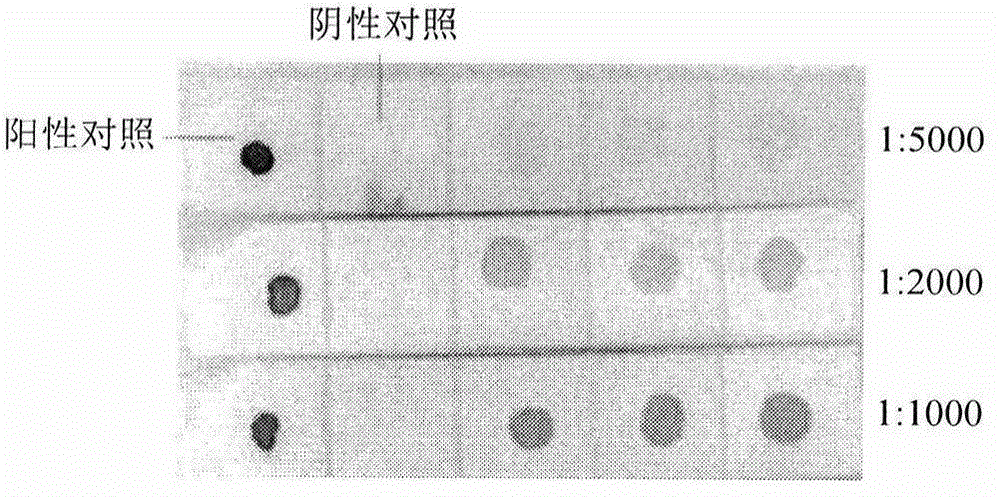 Reverse dot blot hybridization kit for detection of mycobacterium tuberculosis and usage method thereof