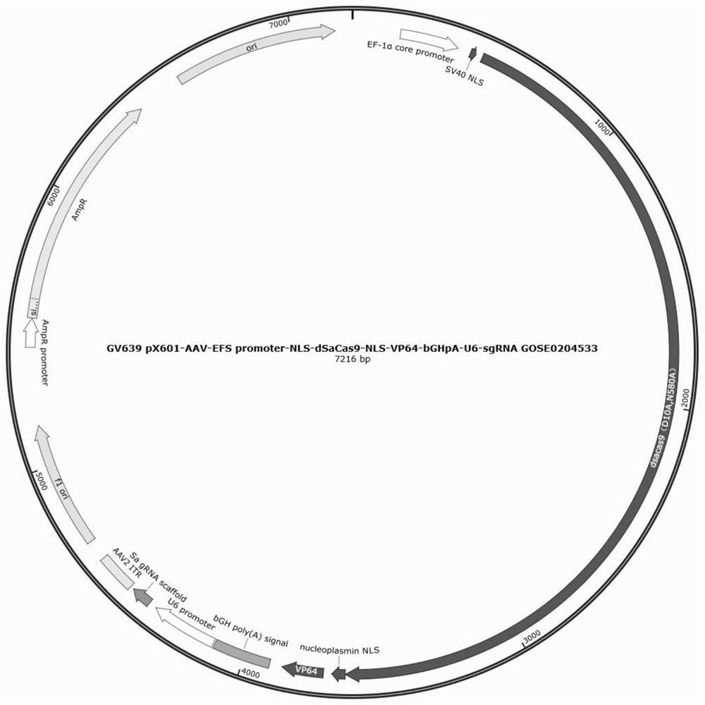 Application of long-chain non-coding RNA-NEAT1, adeno-associated virus overexpressing RNA-NEAT1 and application