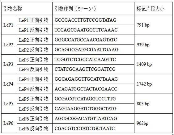 A Lentinus edodes strain Nongxiang No. 5 suitable for industrial cultivation and its molecular identification method