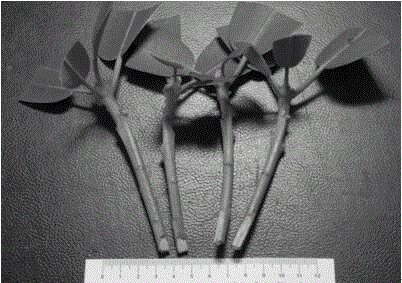 Technology for promoting forming and rooting of rhododendron fortunei callus