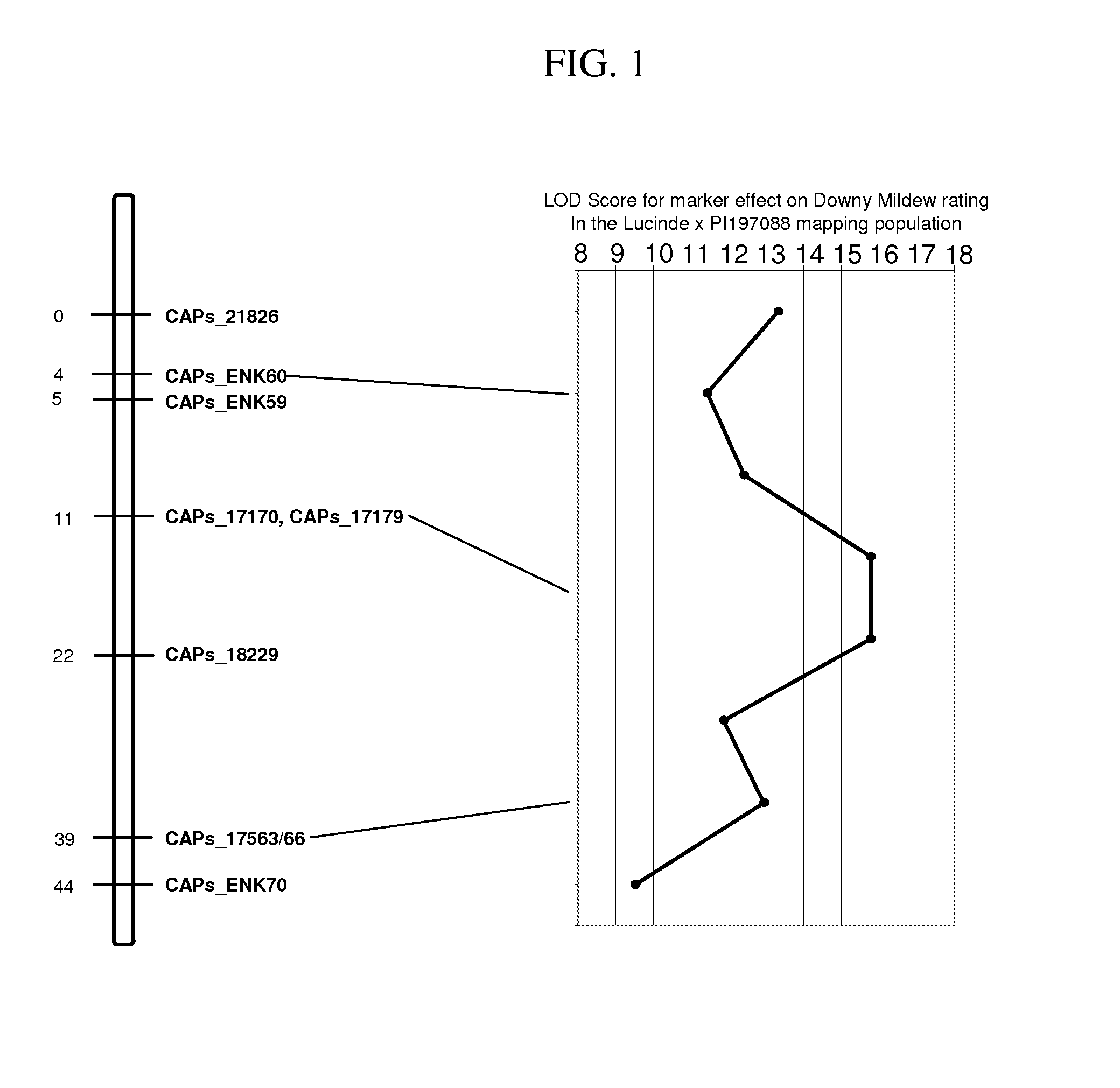 Methods and compositions for identifying downy mildew resistant cucumber plants