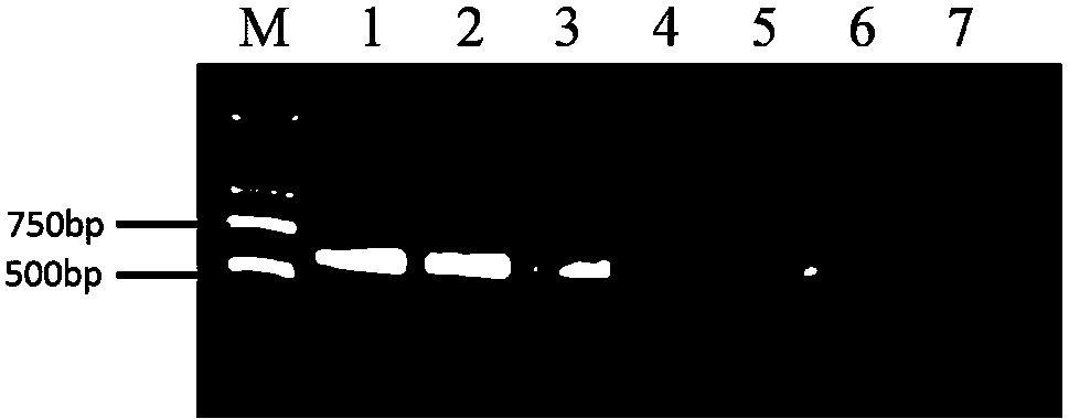 A kind of fungal hyphae total dna extraction liquid and the method for extracting fungal mycelia total dna