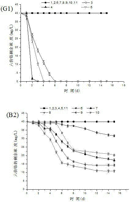 Method for processing hexavalent chromium pollution employing synergistic effects of mixed bacteria