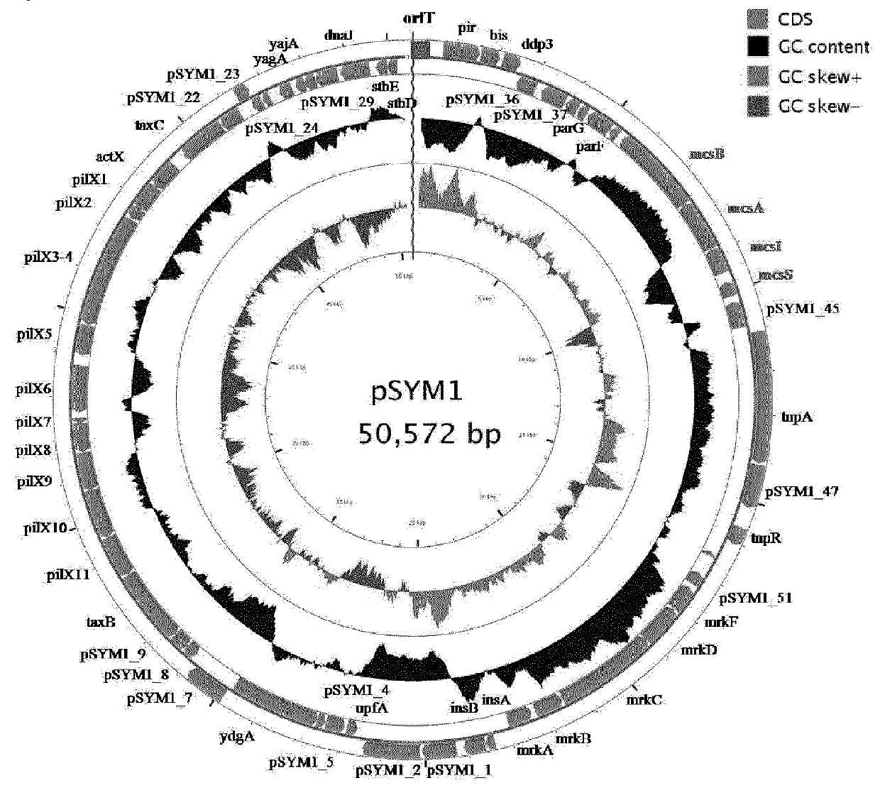 Bacterially formed microcin s, a new antimicrobial peptide, effective against pathogenic microorganisms, e.g. enterohemorrhagic escherichia coli (EHEC)