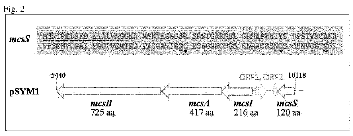 Bacterially formed microcin s, a new antimicrobial peptide, effective against pathogenic microorganisms, e.g. enterohemorrhagic escherichia coli (EHEC)