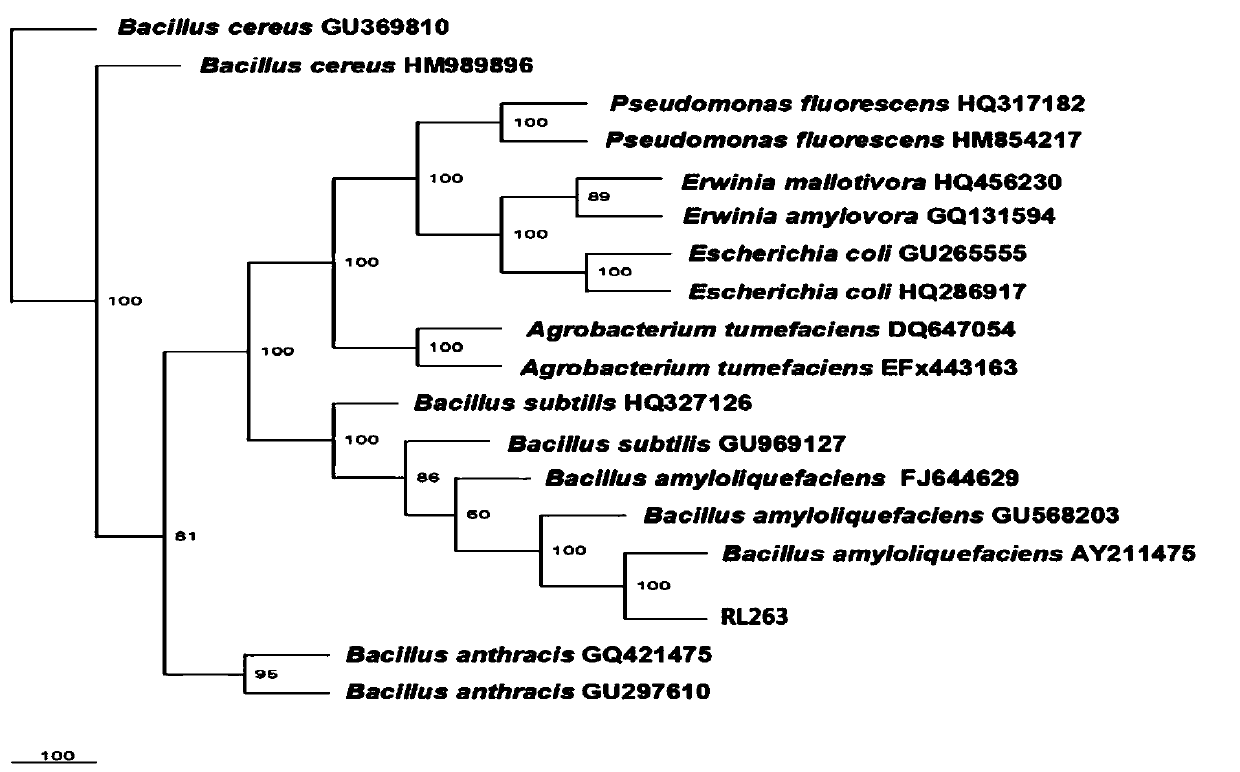 A kind of Bacillus amyloliquefaciens rl263 for controlling rice blast