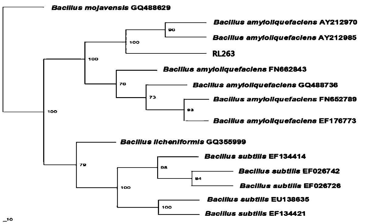 A kind of Bacillus amyloliquefaciens rl263 for controlling rice blast