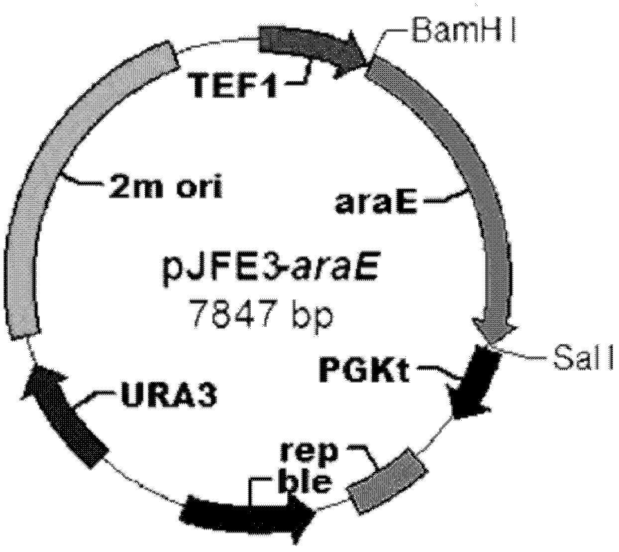 Saccharomyces cerevisiae bacterial strain with high xylose transport capacity and application thereof