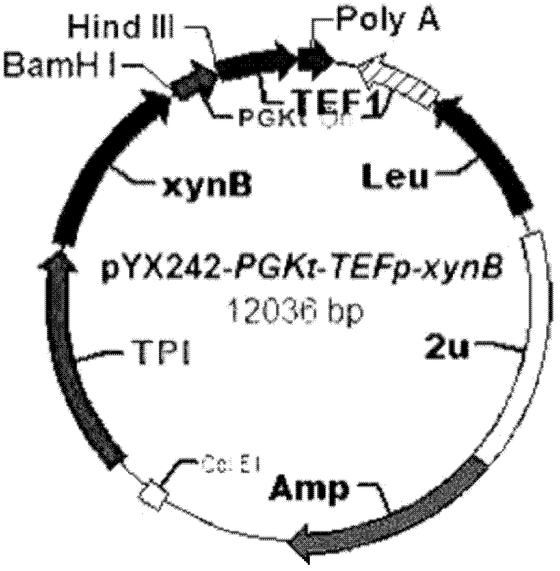 Saccharomyces cerevisiae bacterial strain with high xylose transport capacity and application thereof