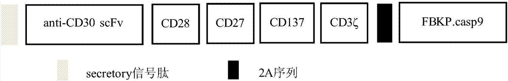 Embedded antigen receptor based on CD30 and application thereof