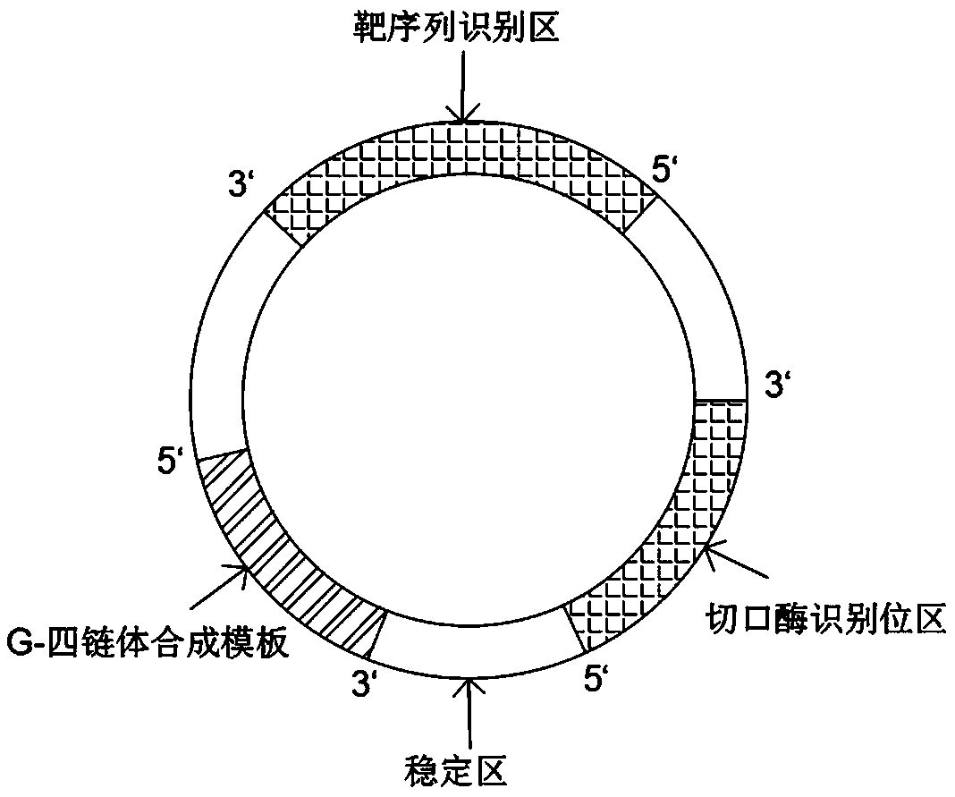 DNA molecular machine and nucleic acid detection method