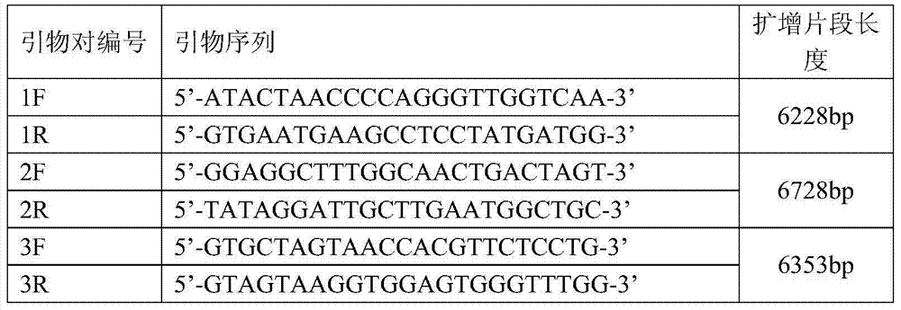 Preparation method and application of DNA capturing probe