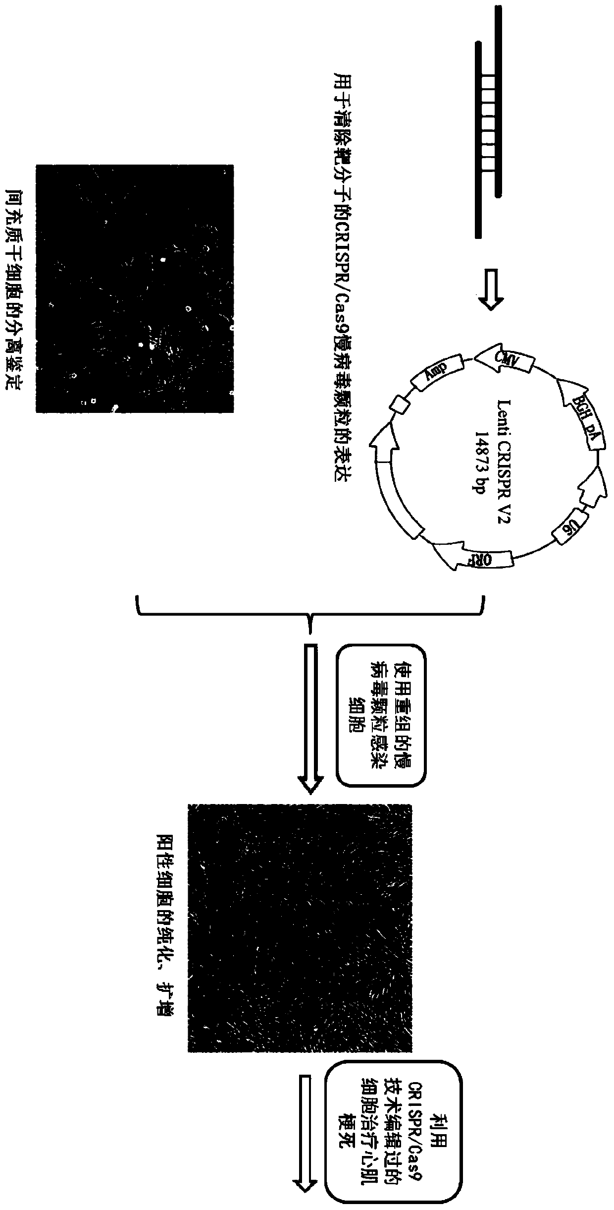 Preparation method of allogeneic mesenchymal stem cells edited by CRISPR technology and optimized by IGF and its application in the treatment of myocardial infarction