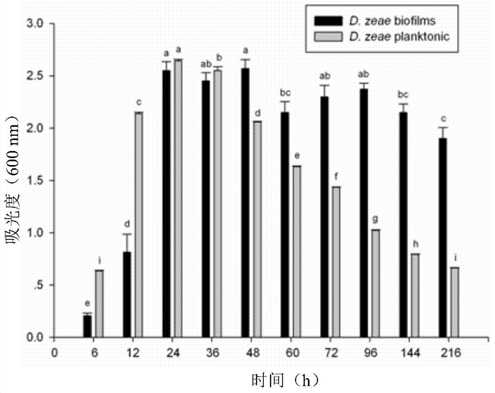 Application of D-amino acids in inhibition for biofilms of banana bacterial Erwinia carotovora and culture medium thereof