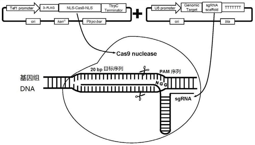 A genome editing vector, its composed genome editing system and application