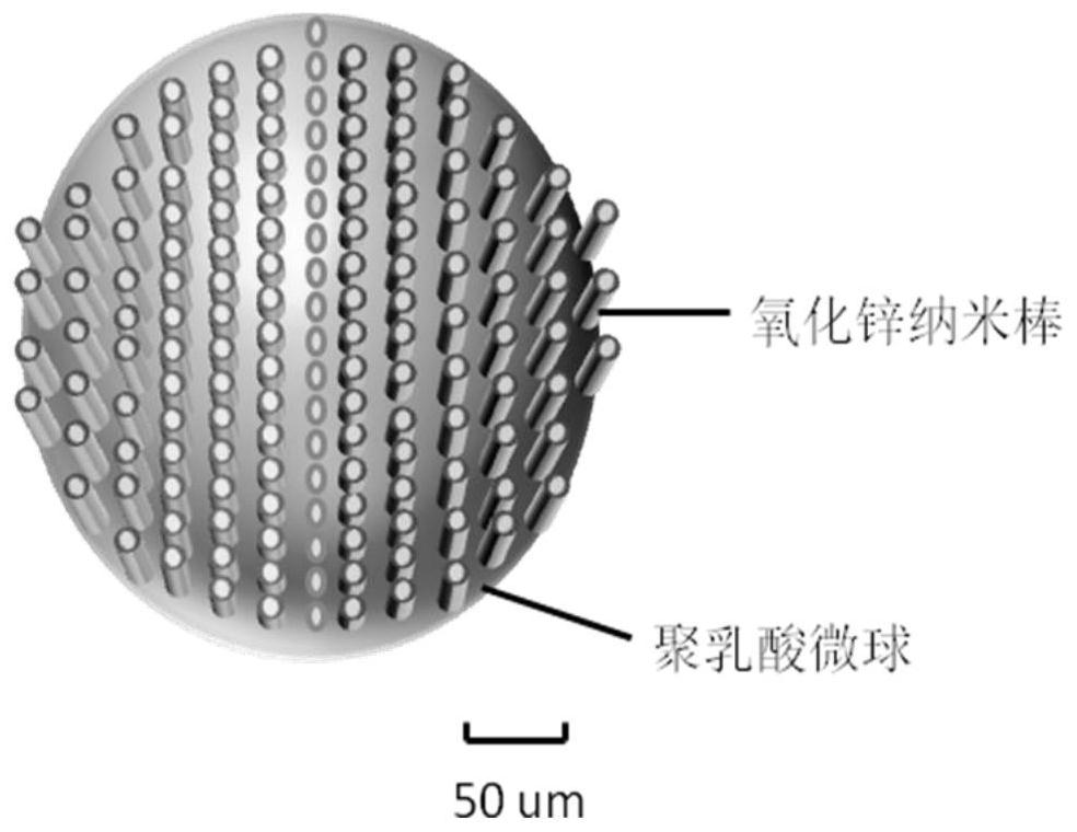 Polylactic acid-zinc oxide micro-nano multi-level structure composite microsphere material and its application