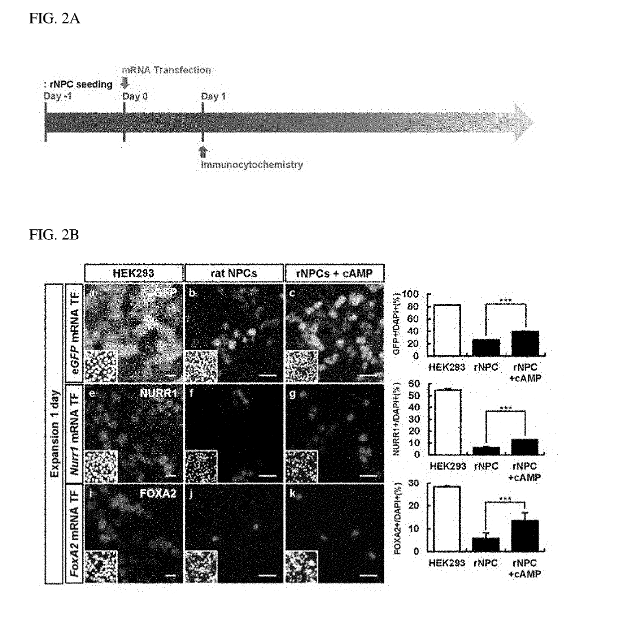 Method of differentiating neural stem cells or neural precursor cells into dopamine neurons