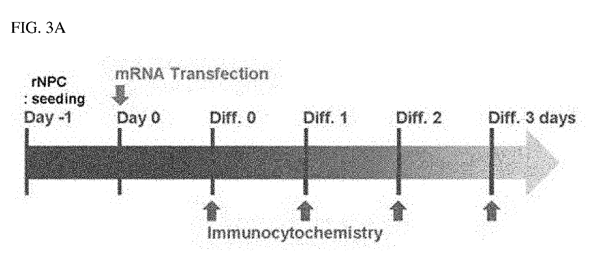 Method of differentiating neural stem cells or neural precursor cells into dopamine neurons