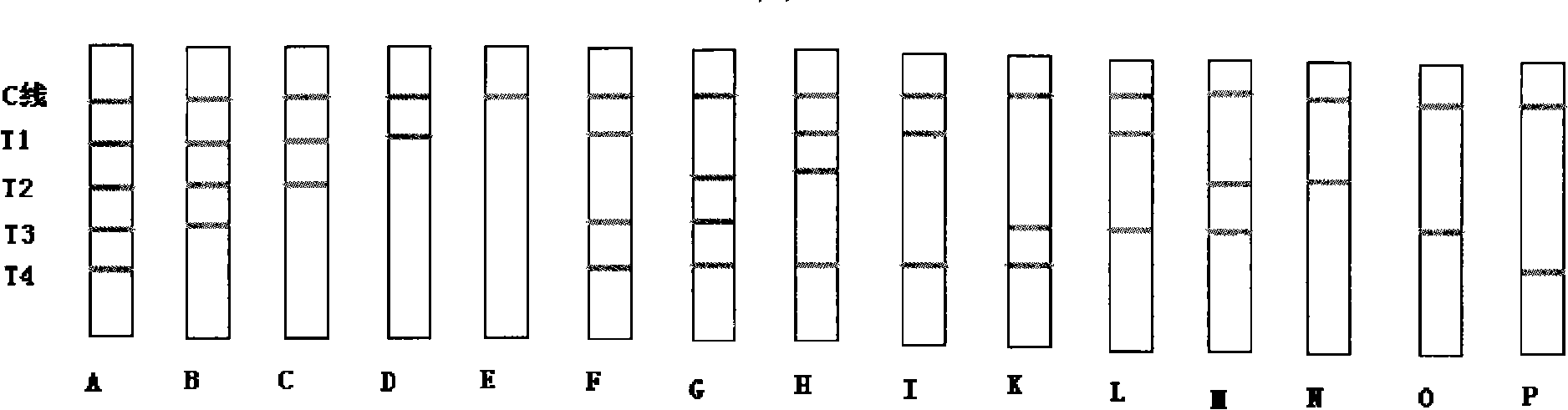 Colloidal gold immune chromatography test paper for detecting biotoxin and detecting method thereof