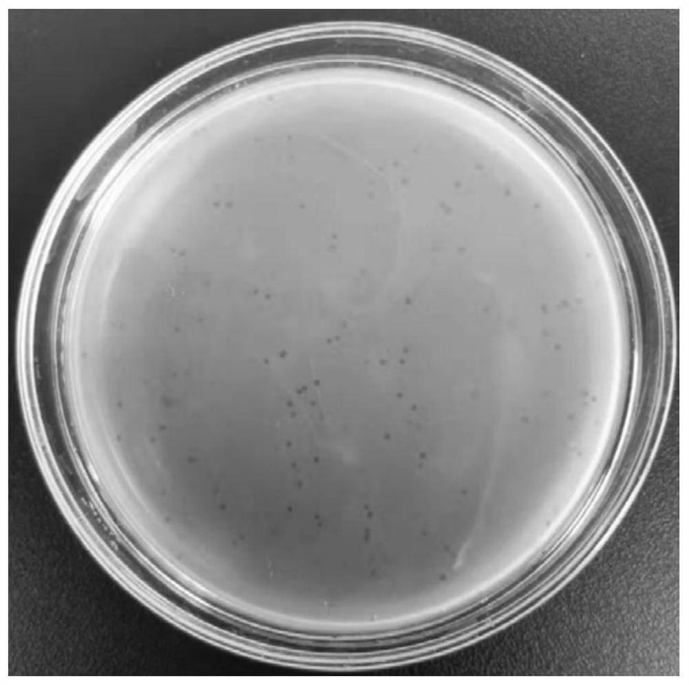 Novel vibrio alginolyticus bacteriophage and composition and application thereof