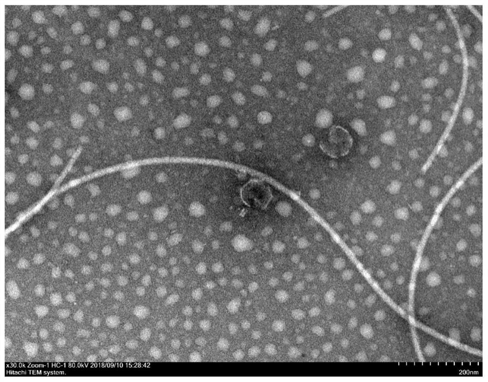 Novel vibrio alginolyticus bacteriophage and composition and application thereof