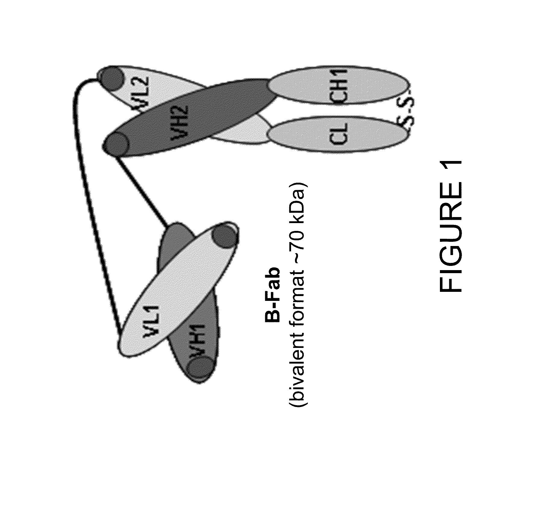 Immuno imaging agent for use with antibody-drug conjugate therapy