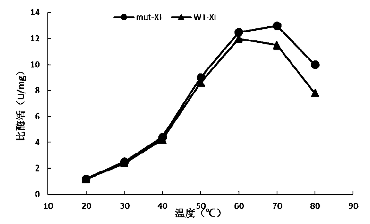 Xylose isomerase mutant, DNA molecule coding xylose isomerase, recombination strain with introduced DNA molecule and application thereof