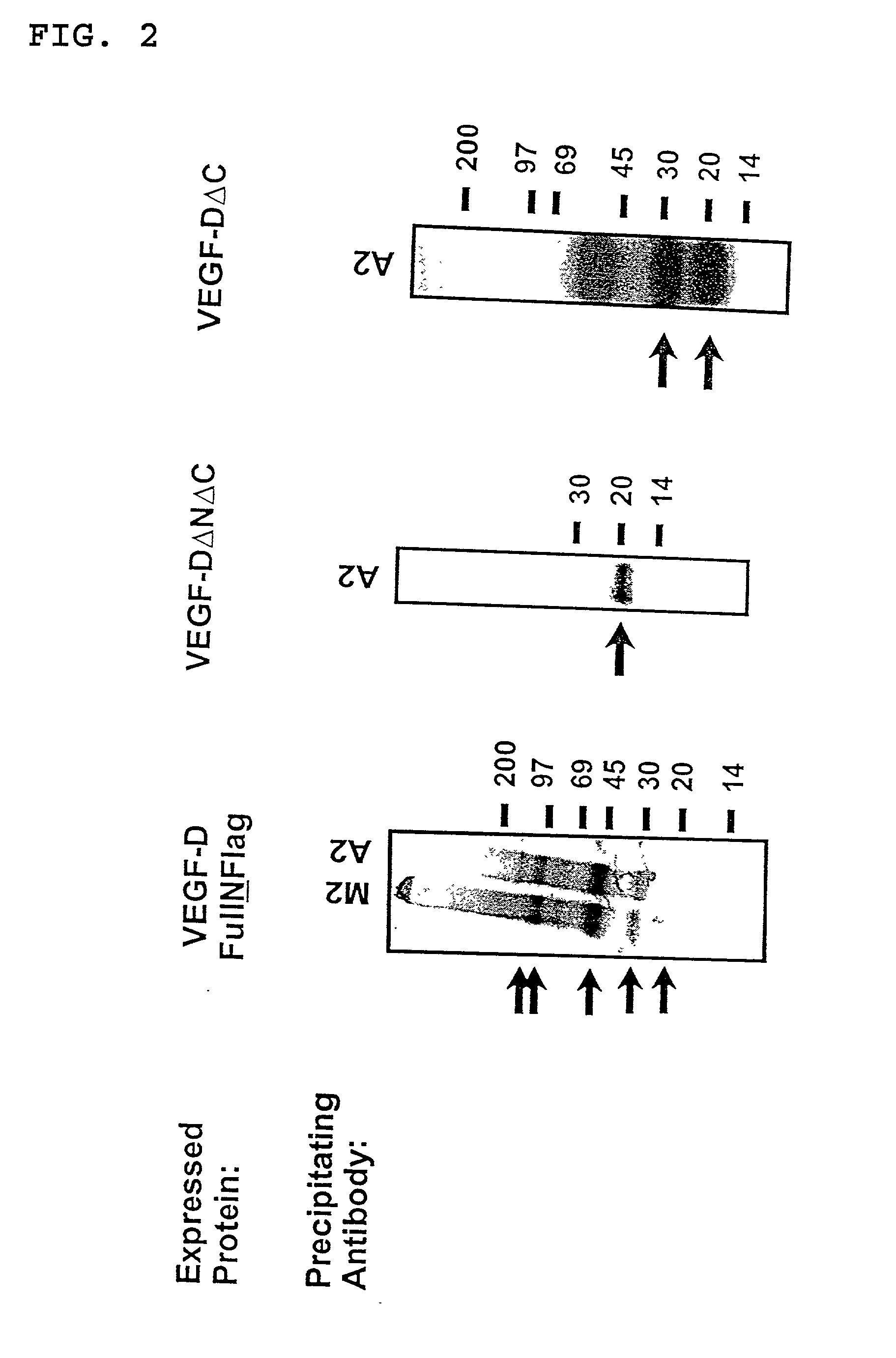 Expression vectors and cell lines expressing vascular endothelial growth factor d, and method of treating melanomas