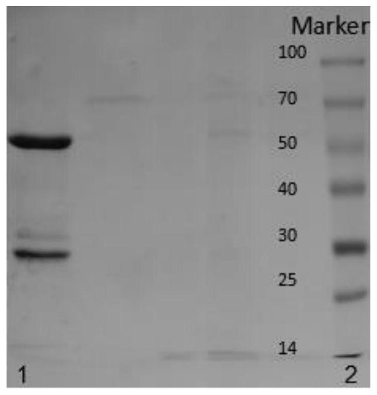 Fully humanized anti-hepatitis B virus monoclonal antibody as well as preparation method and application thereof