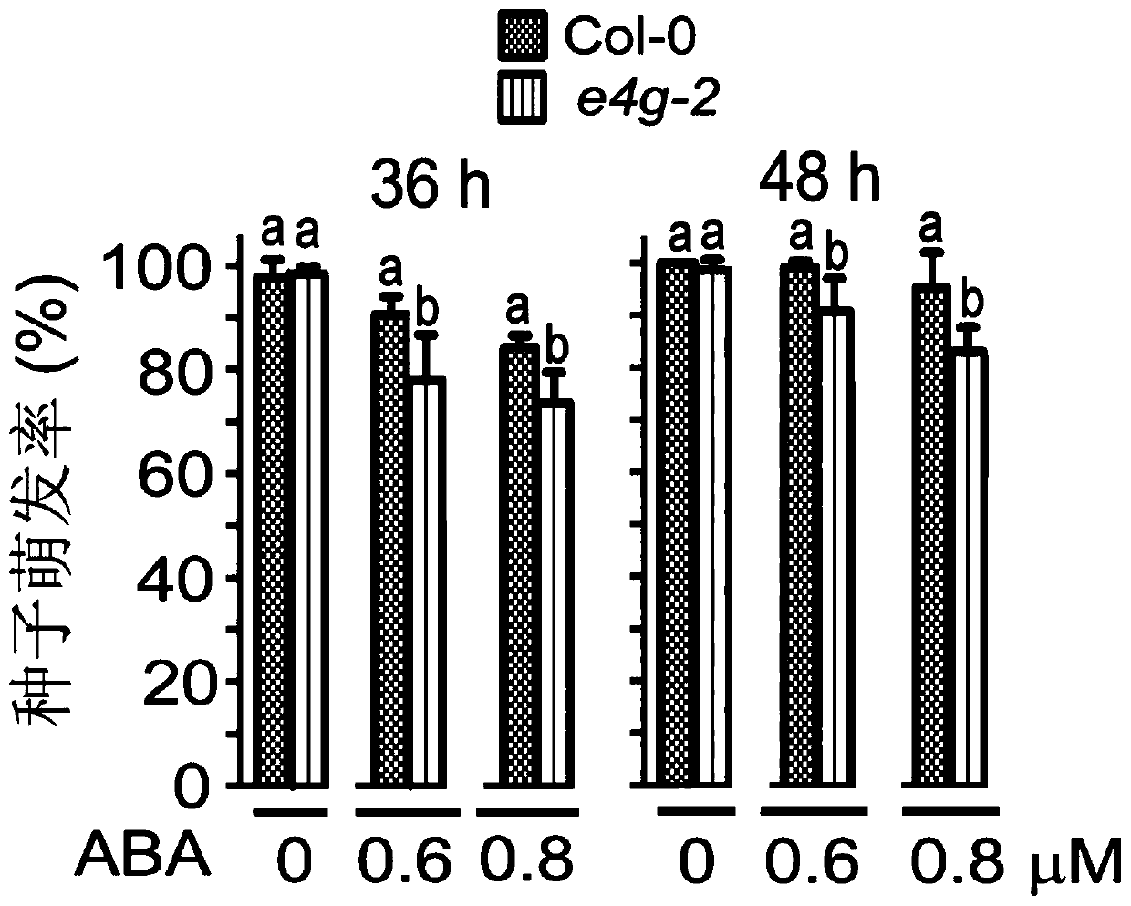 Application of eIF4G protein to regulation and control of tolerance of plants on ABA (abscisic acid)