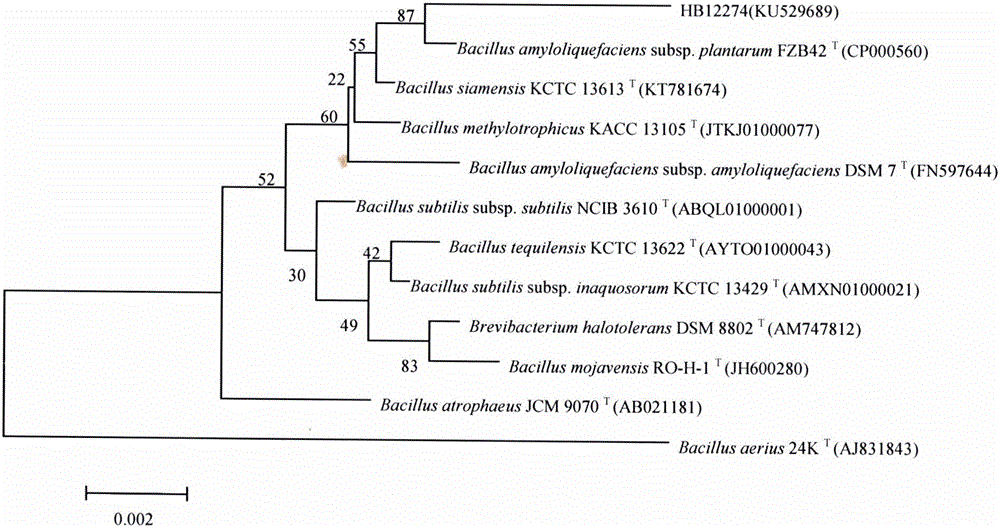 Bacillus amyloliquefaciens subsp.plantarum and application thereof to scagassum biodegradation