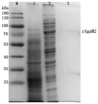 Beta-agarase, and gene and application thereof