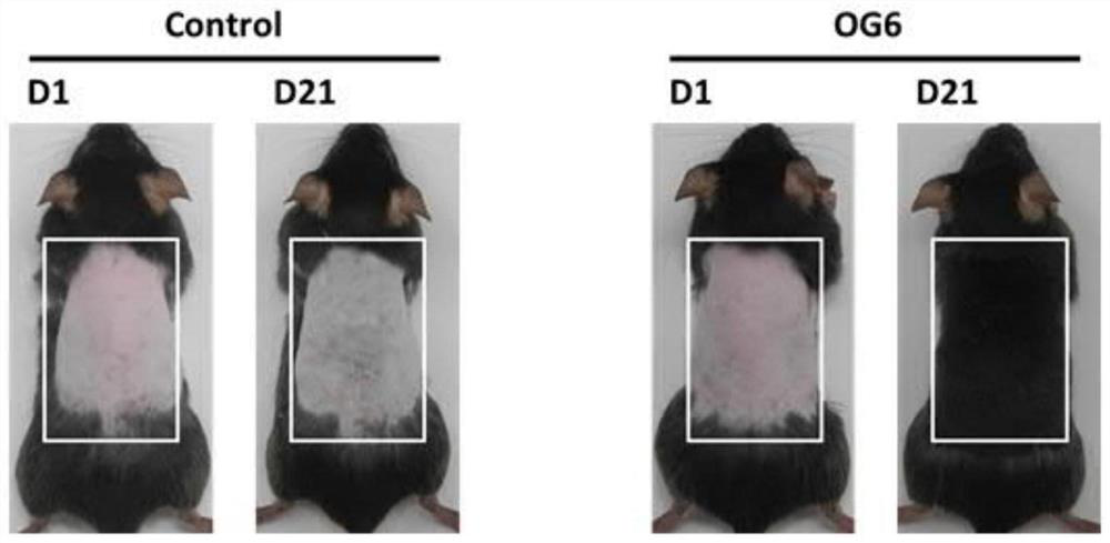 Glucohexaose and preparation method and application thereof, and hair regeneration preparation