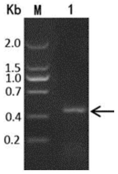 Small molecular protein for efficiently mediating recombinant polypeptide to form inclusion body