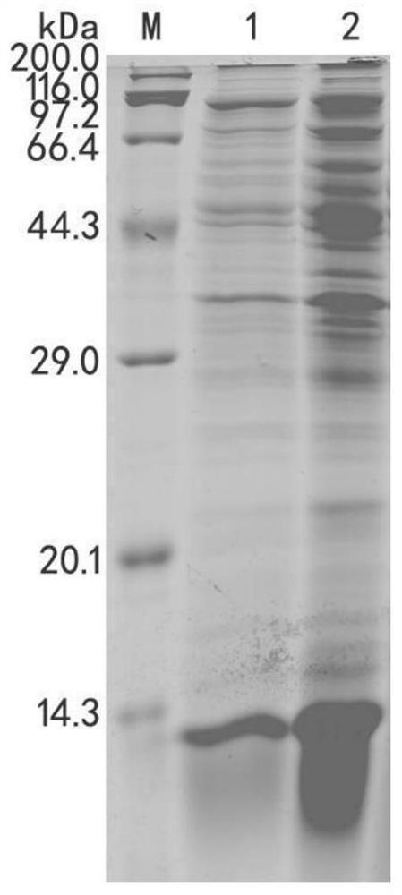 Small molecular protein for efficiently mediating recombinant polypeptide to form inclusion body