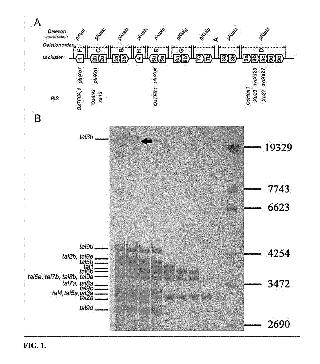 Xa1-mediated resistance to tale-containing bacteria