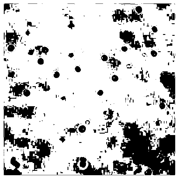 Method for acquiring transgenic antibacterial peptide chlorella mediated by magnetic nanoparticles