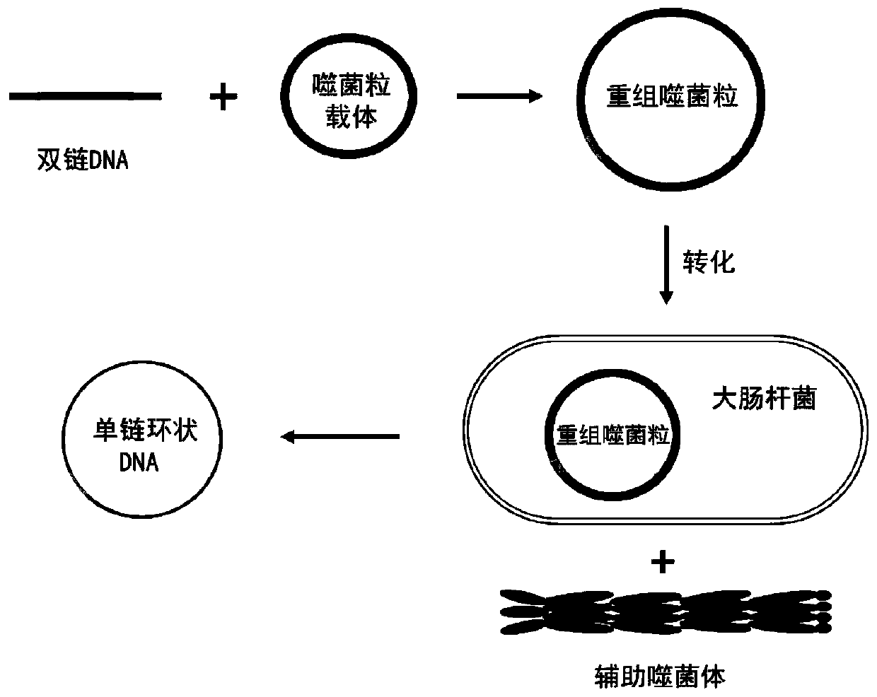 Preparation method of long single-chain DNA