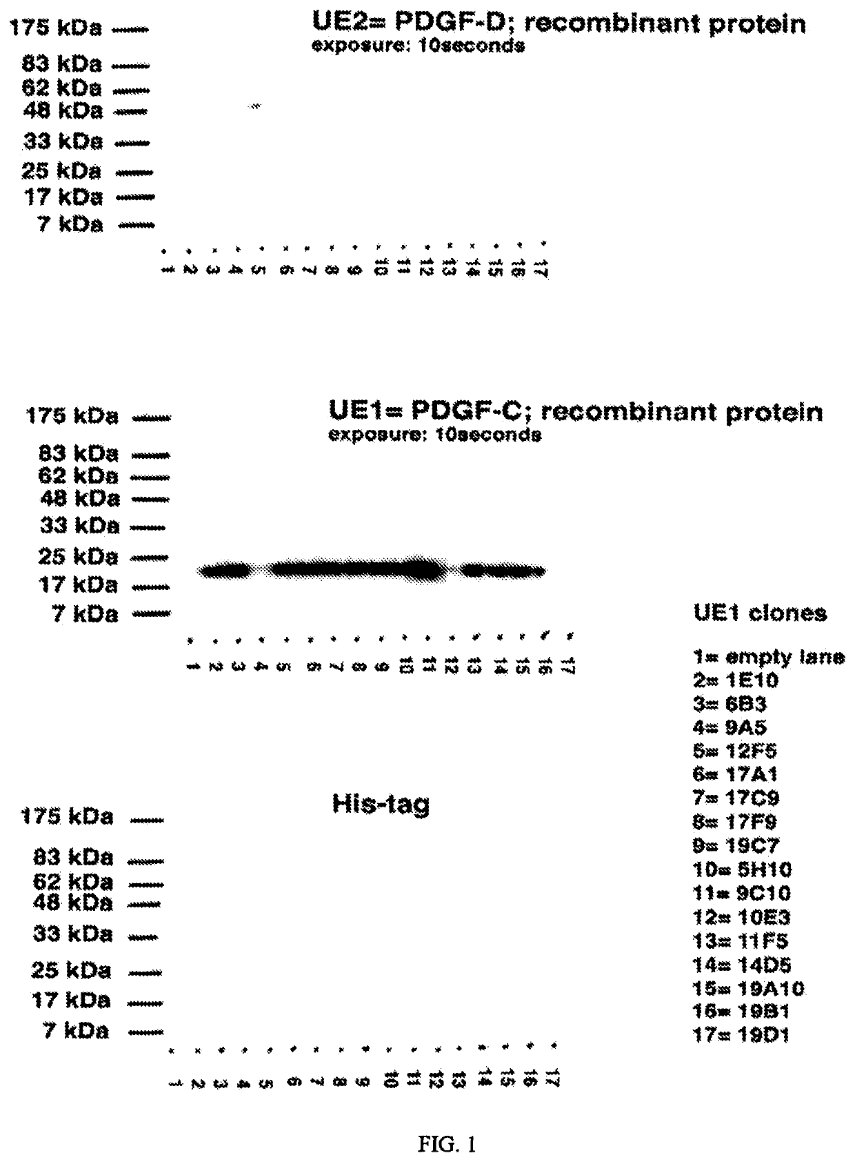 Methods and compositions for PDGF-CC inhibition