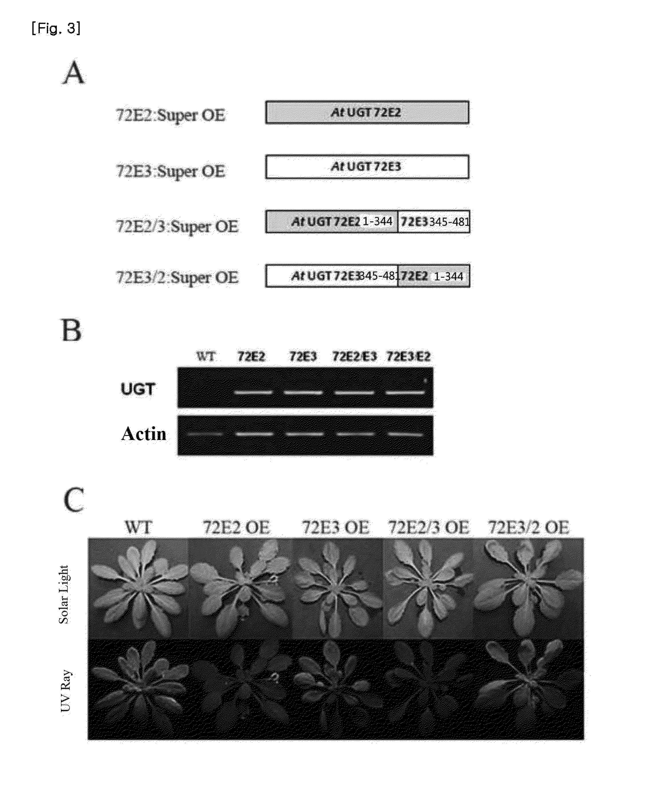 Method for producing transgenic plant with increased syringin production and plant produced by using the same